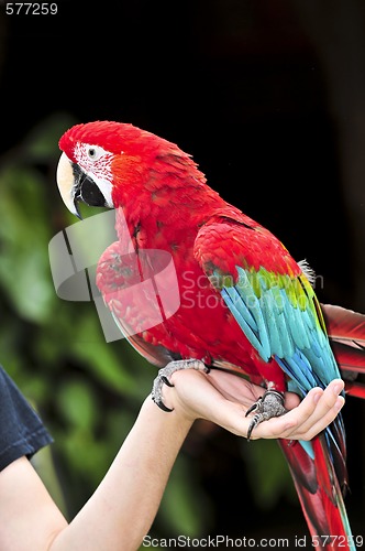 Image of Scarlet Macaw