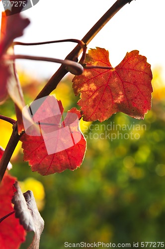 Image of Closeup of vine leaves