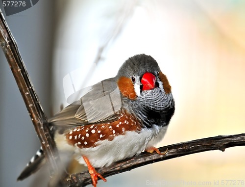 Image of Zebra finch