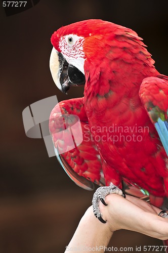 Image of Scarlet Macaw