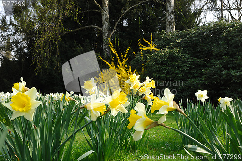 Image of Spring in Park 