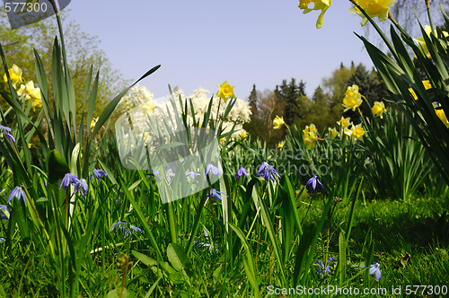 Image of Little blue flowers