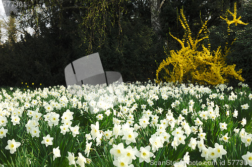 Image of Spring in Park 