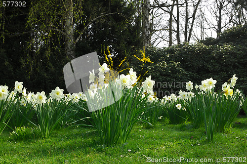 Image of Spring in Park 