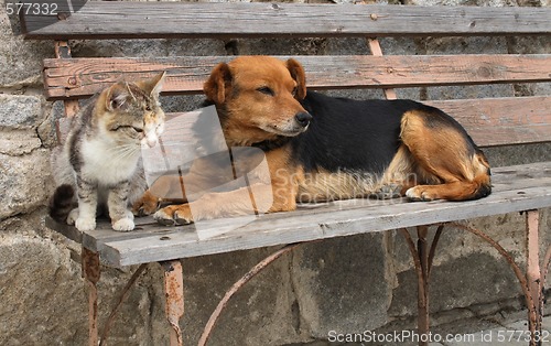 Image of cat and dog are friends