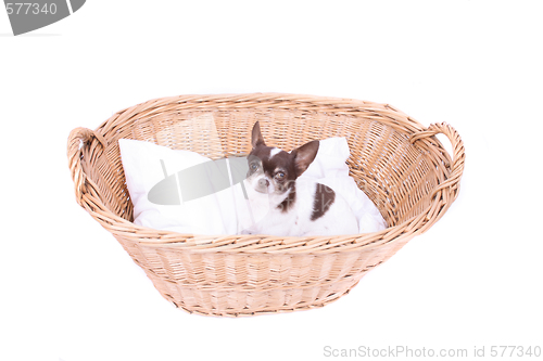 Image of chihuahua in wicker basket