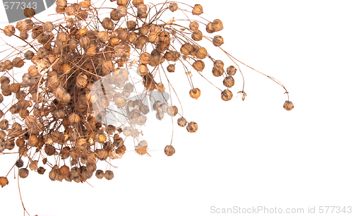 Image of flax plant