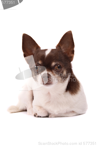 Image of thinking chihuahua