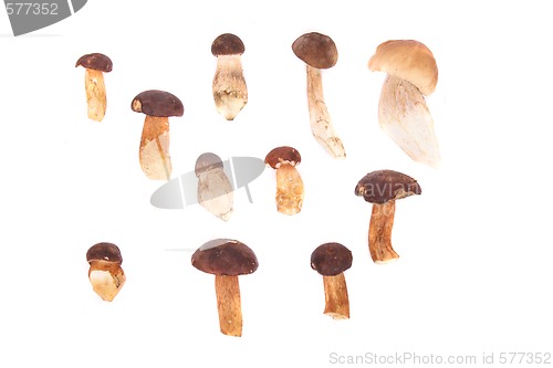 Image of mushrooms