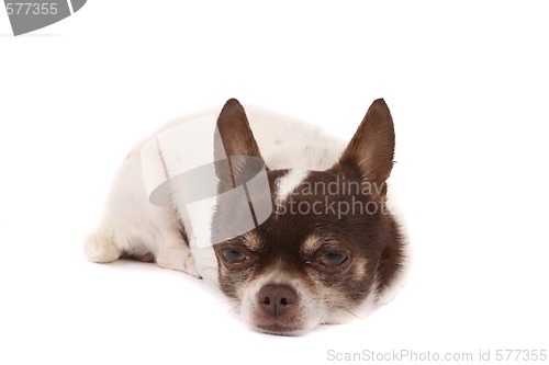 Image of tired dog