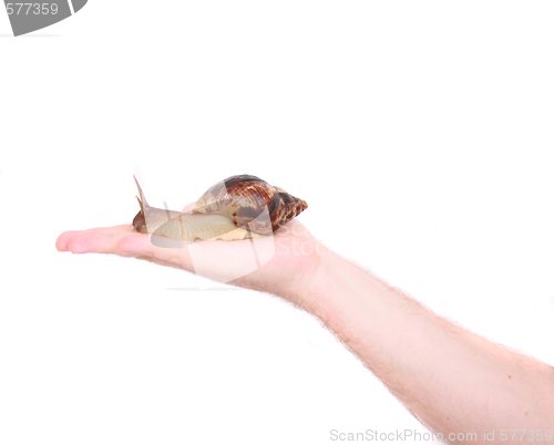 Image of snail on the hand