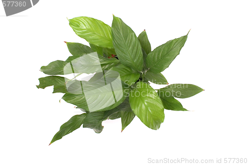 Image of flower with green leaves