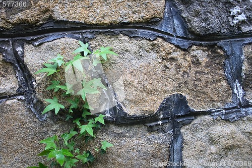 Image of wall with green plant