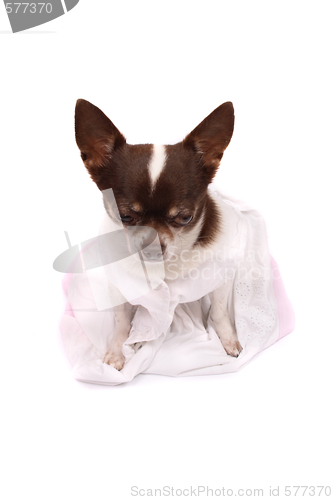Image of chihuahua in nice dress