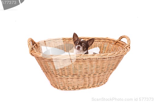 Image of chihuahua in wicker basket