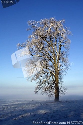 Image of Lonely snow-covered oak in hoarfrost