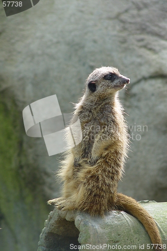 Image of Curios Meerkat