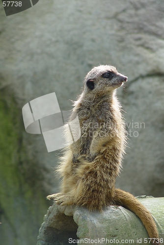 Image of Curios Meerkat