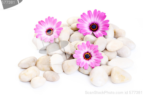 Image of stones and flowers