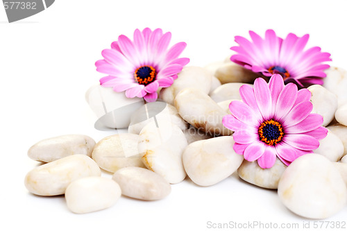 Image of stones and flowers