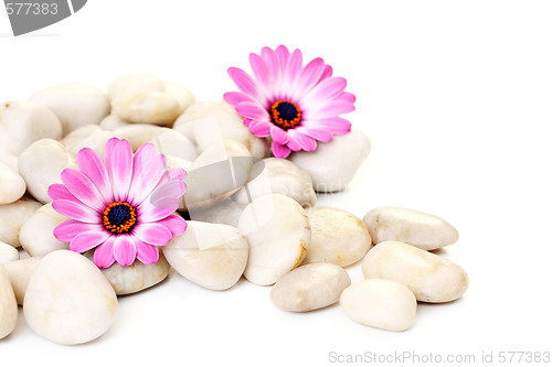Image of stones and flowers