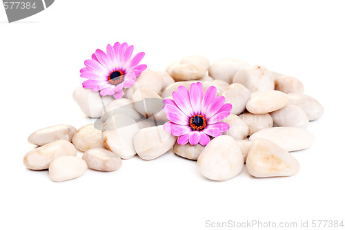 Image of stones and flowers