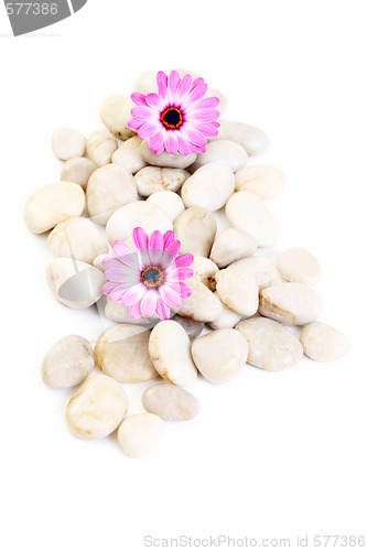 Image of stones and flowers