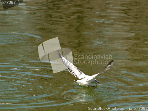 Image of Gull hunting