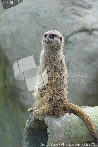 Image of Meerkat on Duty