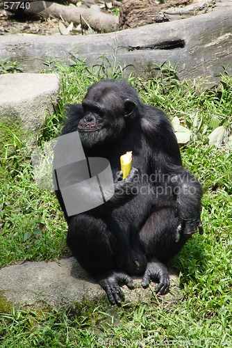 Image of Monkey with his Banana