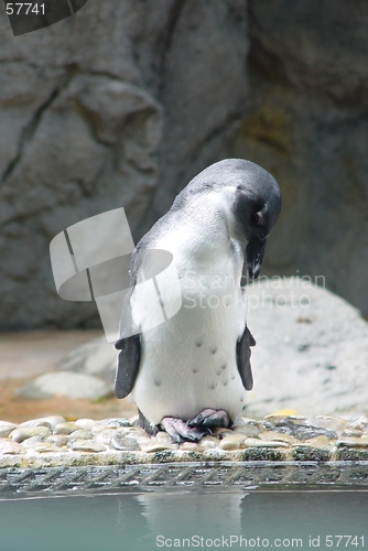 Image of Sleeping Penguin