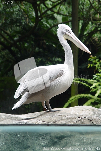 Image of white pelicans