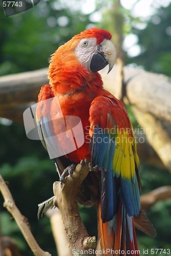 Image of Red macaw