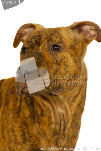 Image of Staffordshire terrier dog