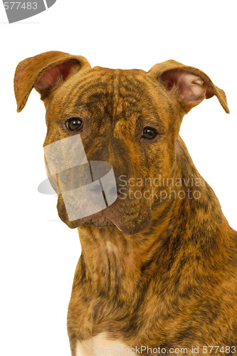 Image of Staffordshire terrier dog