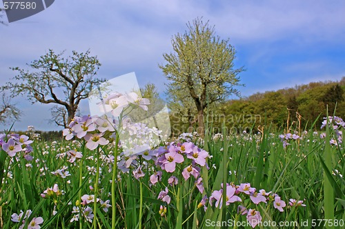 Image of spring meadow with flowering apple trees and rockcress (Arabis)