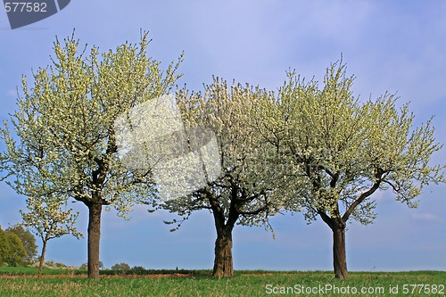 Image of spring meadow with flowering apple trees