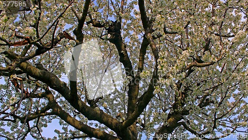 Image of apple blossom