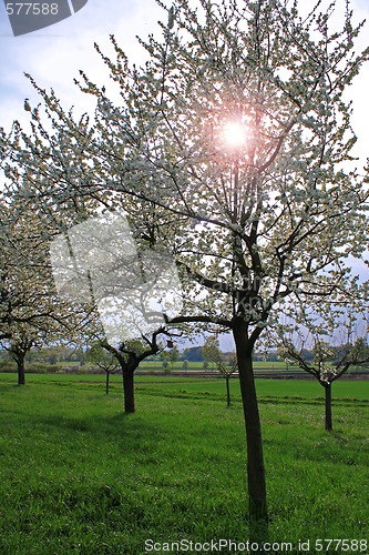 Image of spring meadow with flowering apple trees