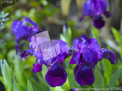 Image of Iris