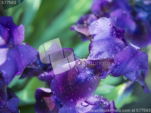 Image of Iris