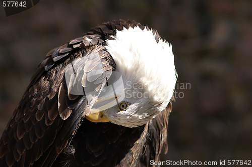 Image of Bald Eagle portrait