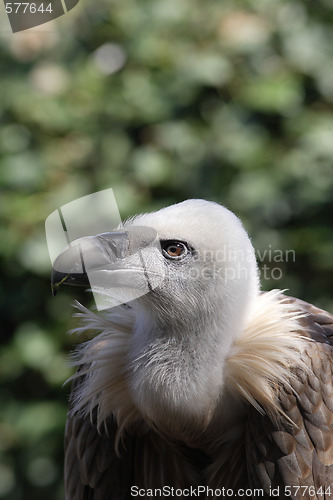 Image of Griffon Vulture - Gyps fulvus