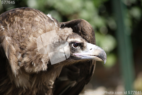 Image of Griffon Vulture - Gyps fulvus