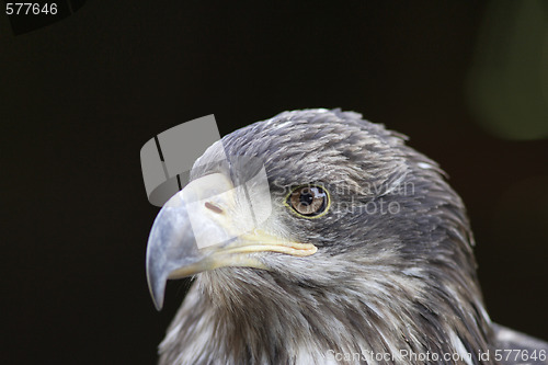 Image of Young Black-chested Buzzard-eagle