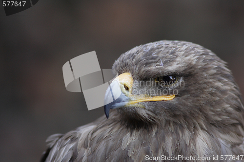 Image of Young Black-chested Buzzard-eagle