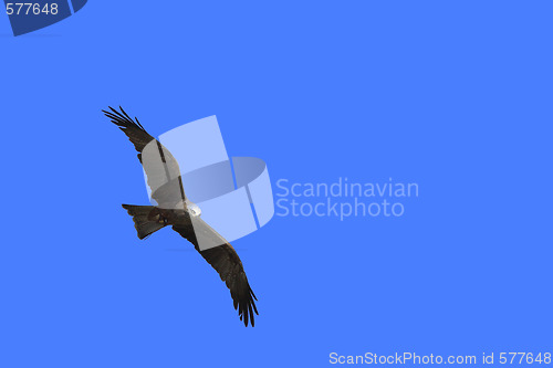 Image of Young Black-chested Buzzard-eagle