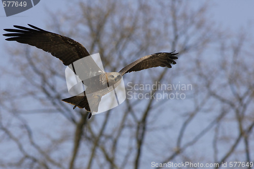 Image of Young Black-chested Buzzard-eagle