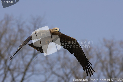 Image of Young Black-chested Buzzard-eagle