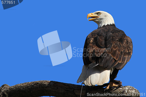 Image of Bald Eagle portrait